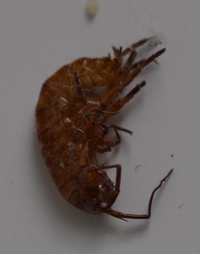 Arcitalitrus dorrieni
